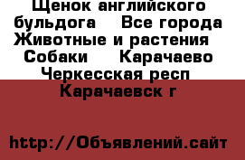 Щенок английского бульдога  - Все города Животные и растения » Собаки   . Карачаево-Черкесская респ.,Карачаевск г.